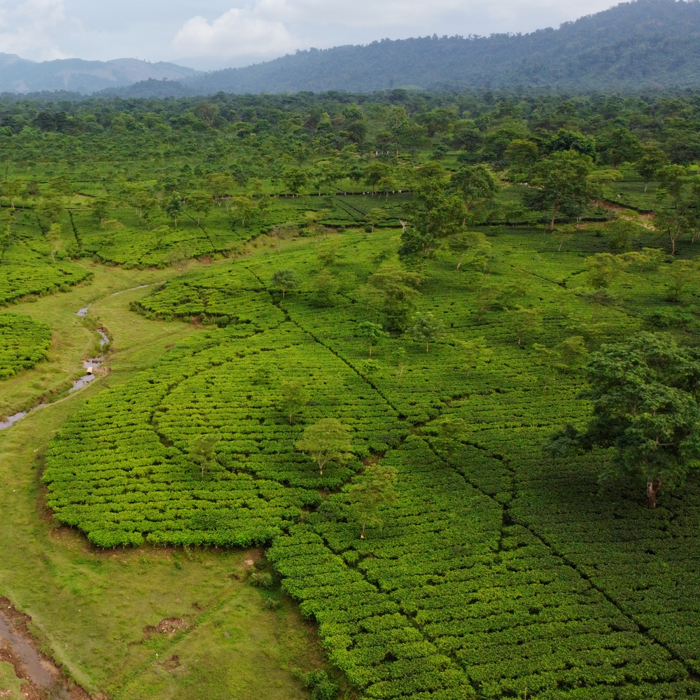 Tea Terroir and Why it Matters